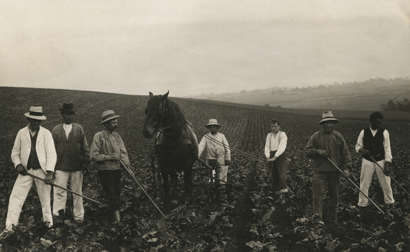 Peter Langeland, i roemarken på sydsjælland. Peter står tredje fra venstre. Peter Langeland, i roemarken på sydsjælland. Peter står tredje fra venstre.