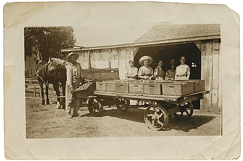John, Stines plejesøn, med frugt. Ca. 1915. John, Stines plejesøn, med frugt. Ca. 1915.